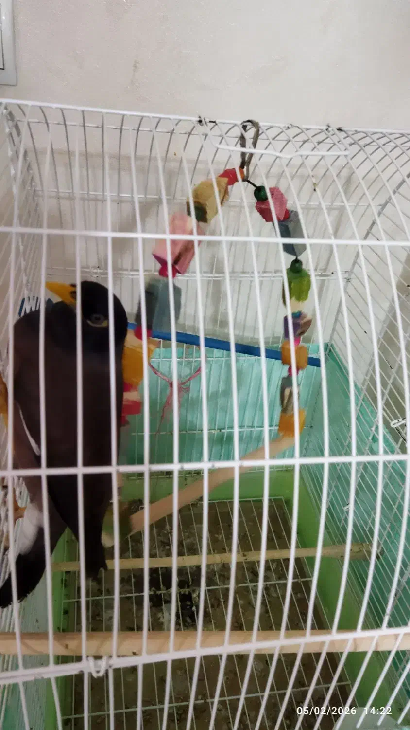 مرغ مینا|پرنده|فردیس, نگارستان|دیوار