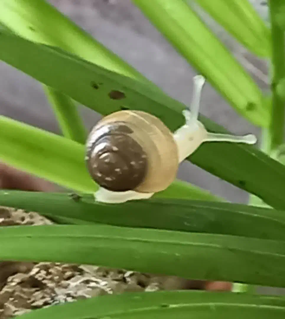 حلزون مولد یک ساله|خزنده|اصفهان, شمس آباد|دیوار