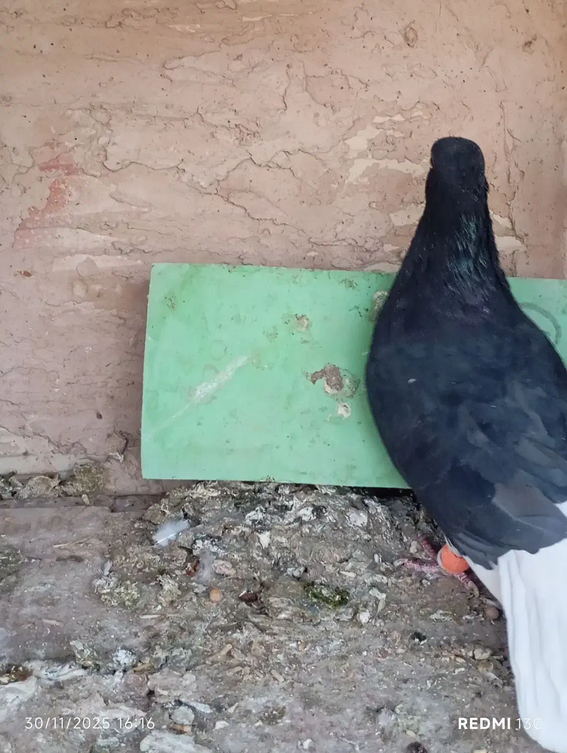 کفتر مقبول|پرنده|شاندیز, |دیوار