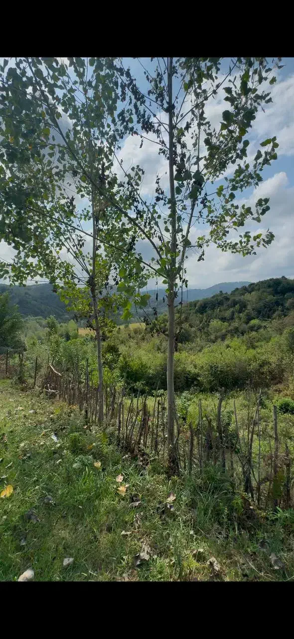 فرصت استثنایی 300مترزمین بابرعالی و امتیازات کامل|فروش زمین و ملک کلنگی|اطاقور, |دیوار