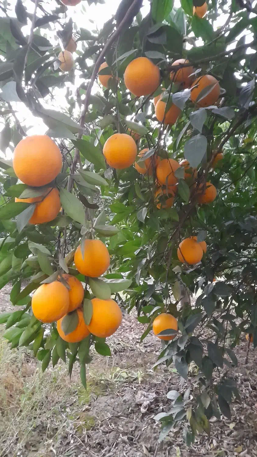 پرتقال تامسون و خونی ۱۰ تن درجه ۱|خوردنی و آشامیدنی|ساری, |دیوار