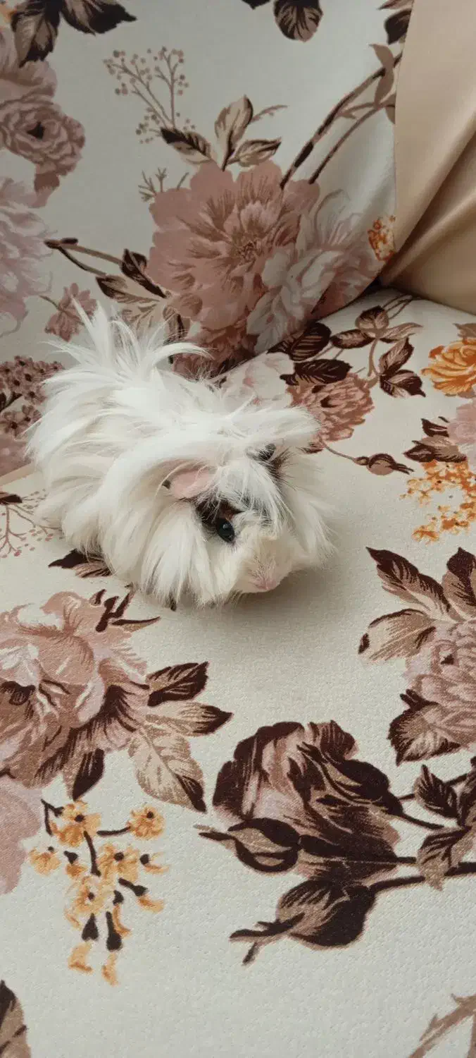 خوکچه هندی فشن|موش و خرگوش|تهران, شمشیری|دیوار