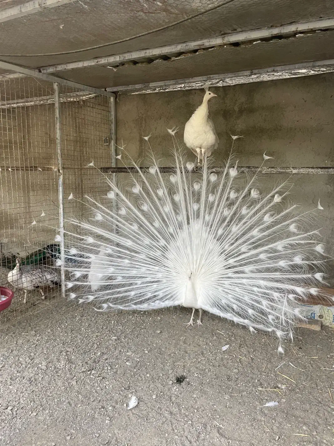 طاووس|پرنده|تهران, بوستان چیتگر|دیوار