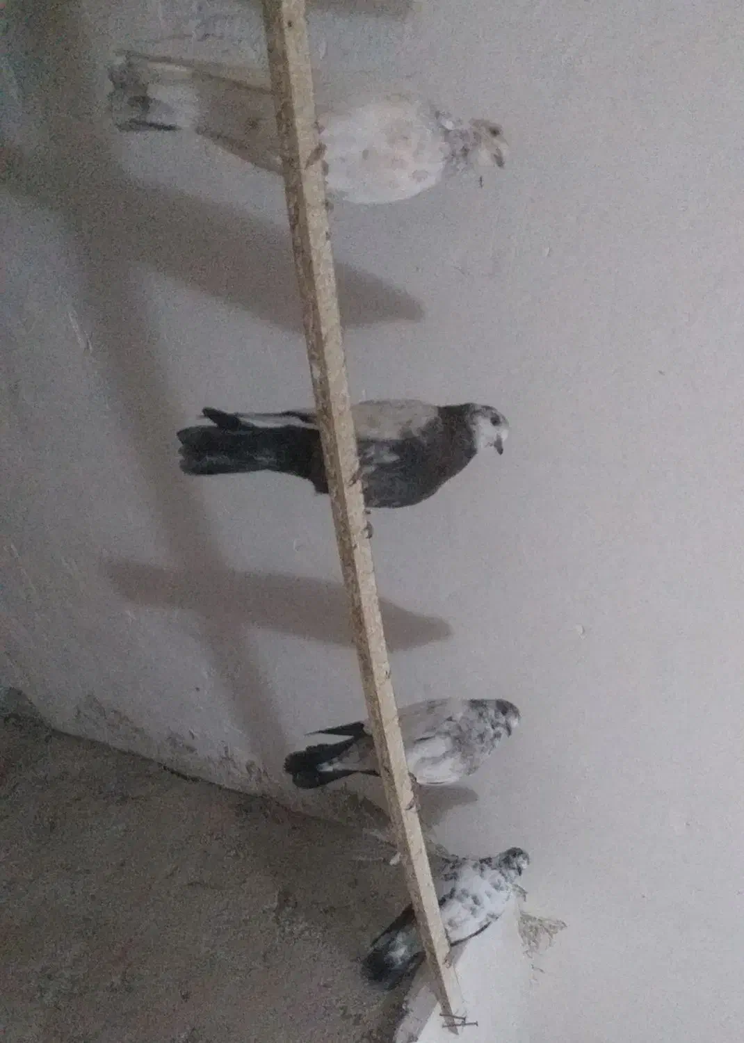 کبوتر پروازی|پرنده|رشت, شهرک قدس|دیوار