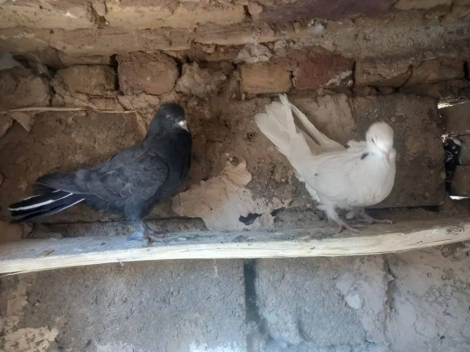 کبوتر|پرنده|لاران, |دیوار