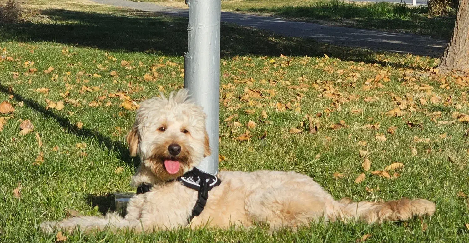 واگذاری|سگ|کرمانشاه, |دیوار