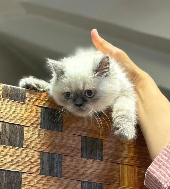 یک دنیا عشق در یک توپپشم کوچک|گربه|سنندج, |دیوار