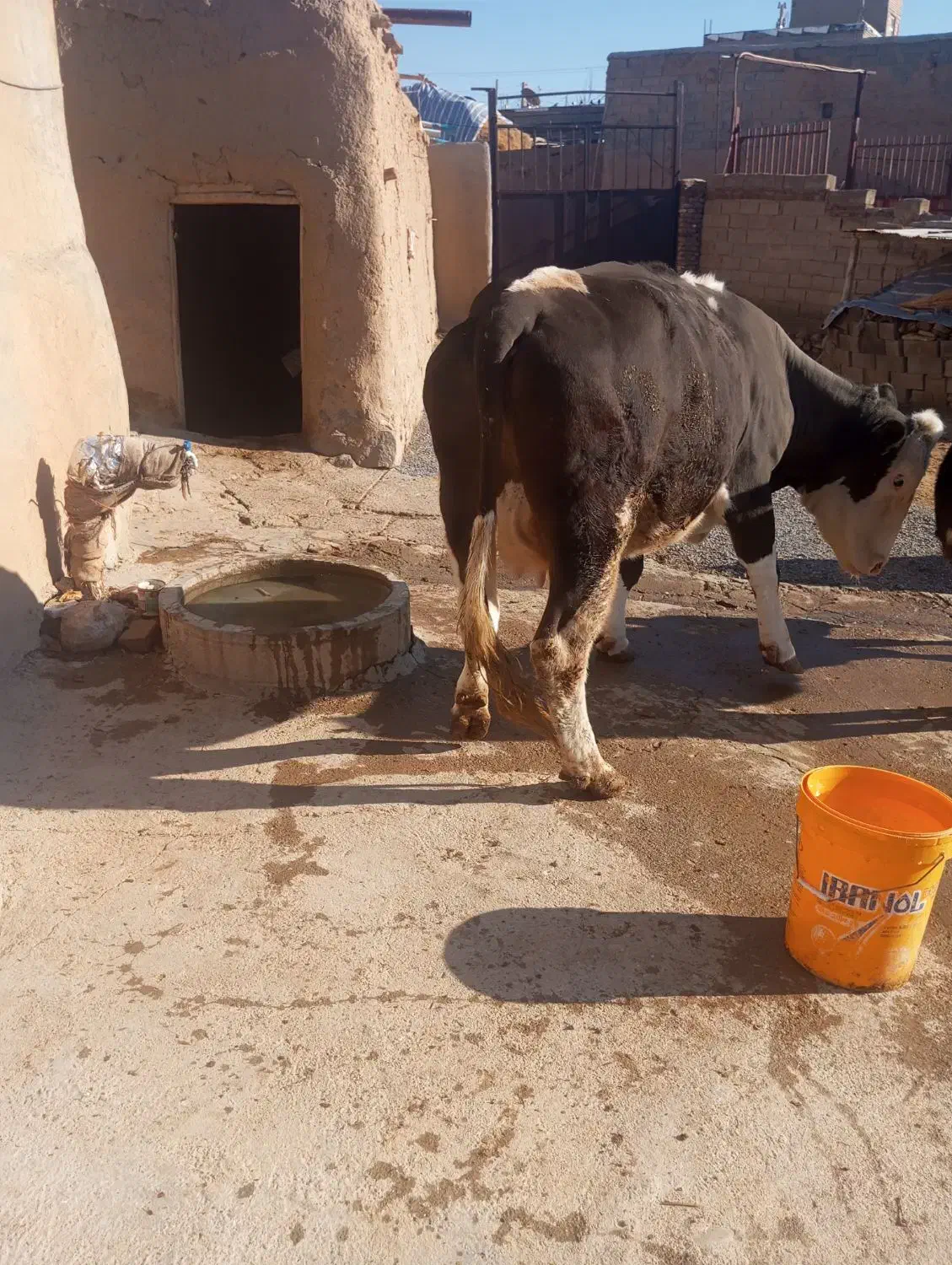 180|حیوانات مزرعه|ملکان, |دیوار