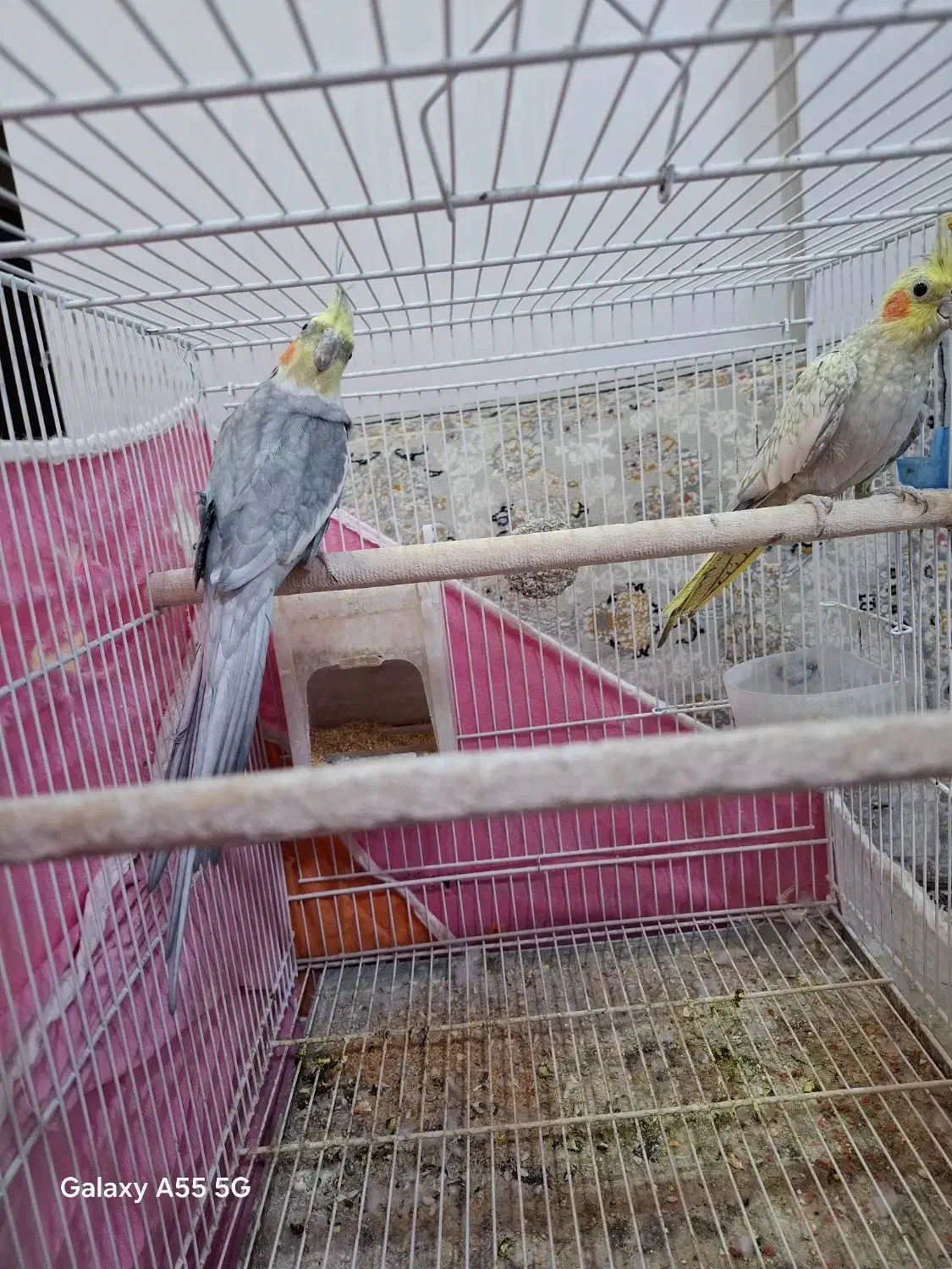 عروس هلندی|پرنده|تربتحیدریه, فتح المبین|دیوار