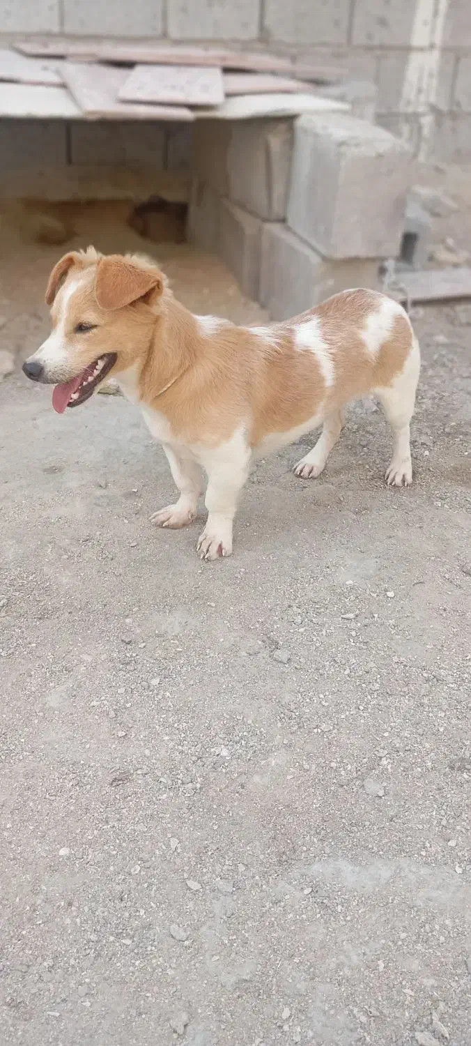 فروشی|سگ|قشم, |دیوار