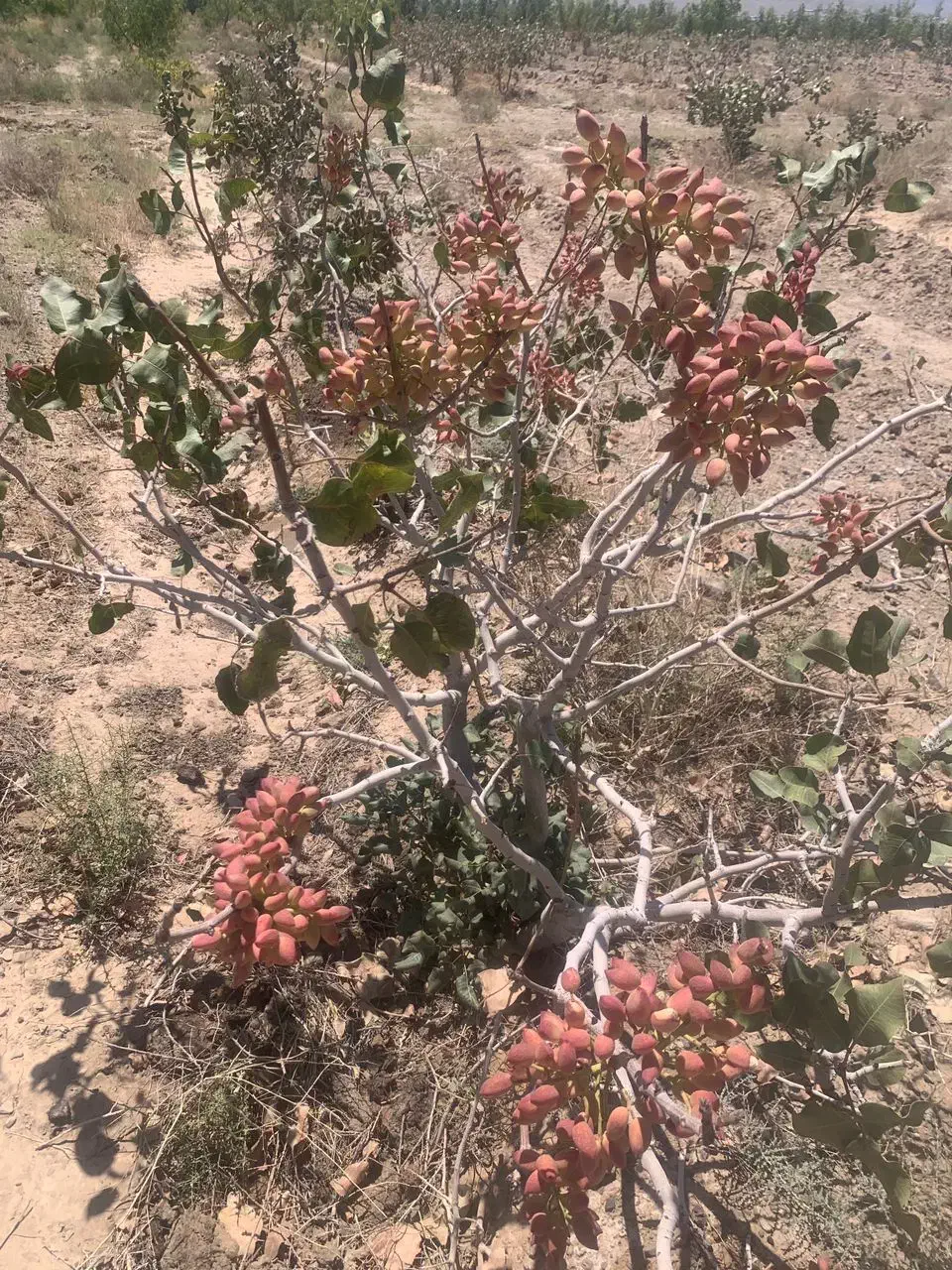 زمین دشت بجد|فروش دفتر صنعتی، کشاورزی، تجاری|بیرجند, |دیوار