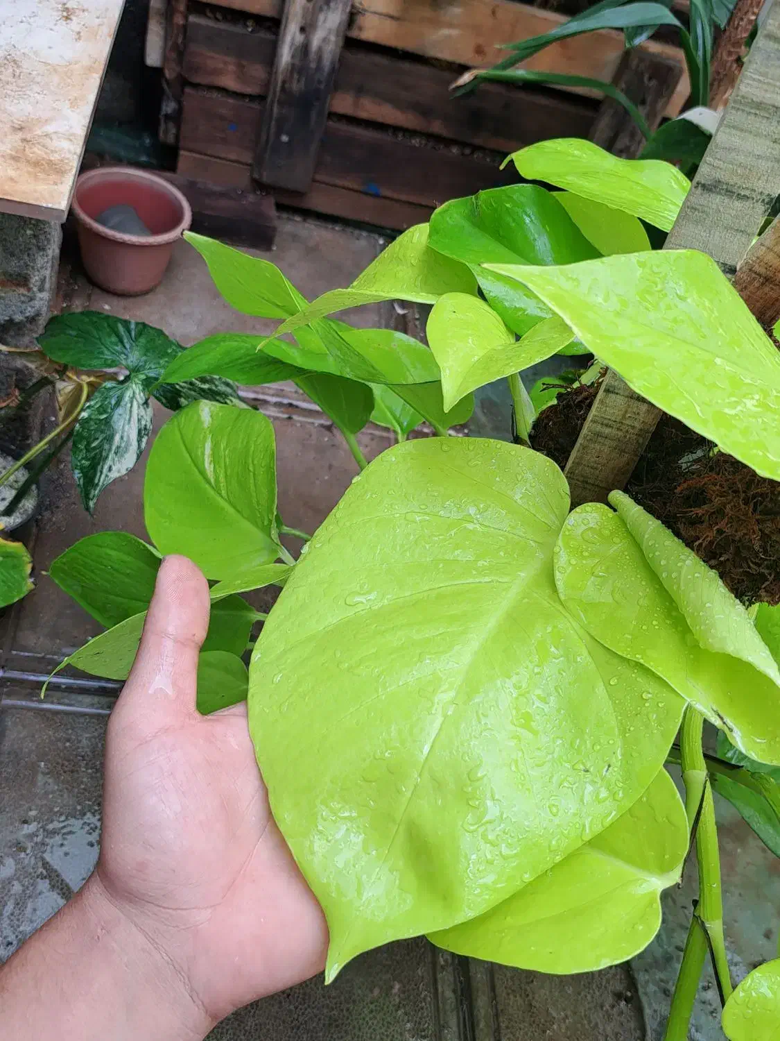 گل و گیاه آپارتمانی|گل و گیاه طبیعی|سبزوار, امیر کبیر|دیوار