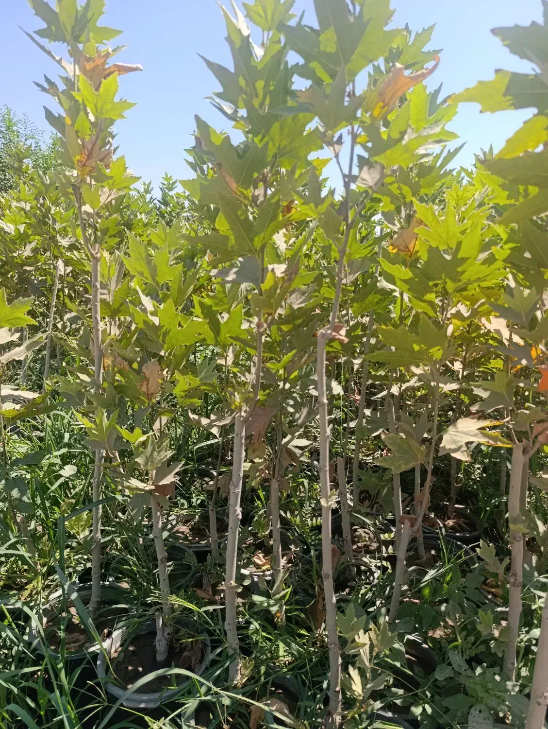 تعدادنهال سربرداری شده چنارگلدانی مناسب برای حصار|خدمات باغبانی و درختکاری|شیراز, جانبازان|دیوار