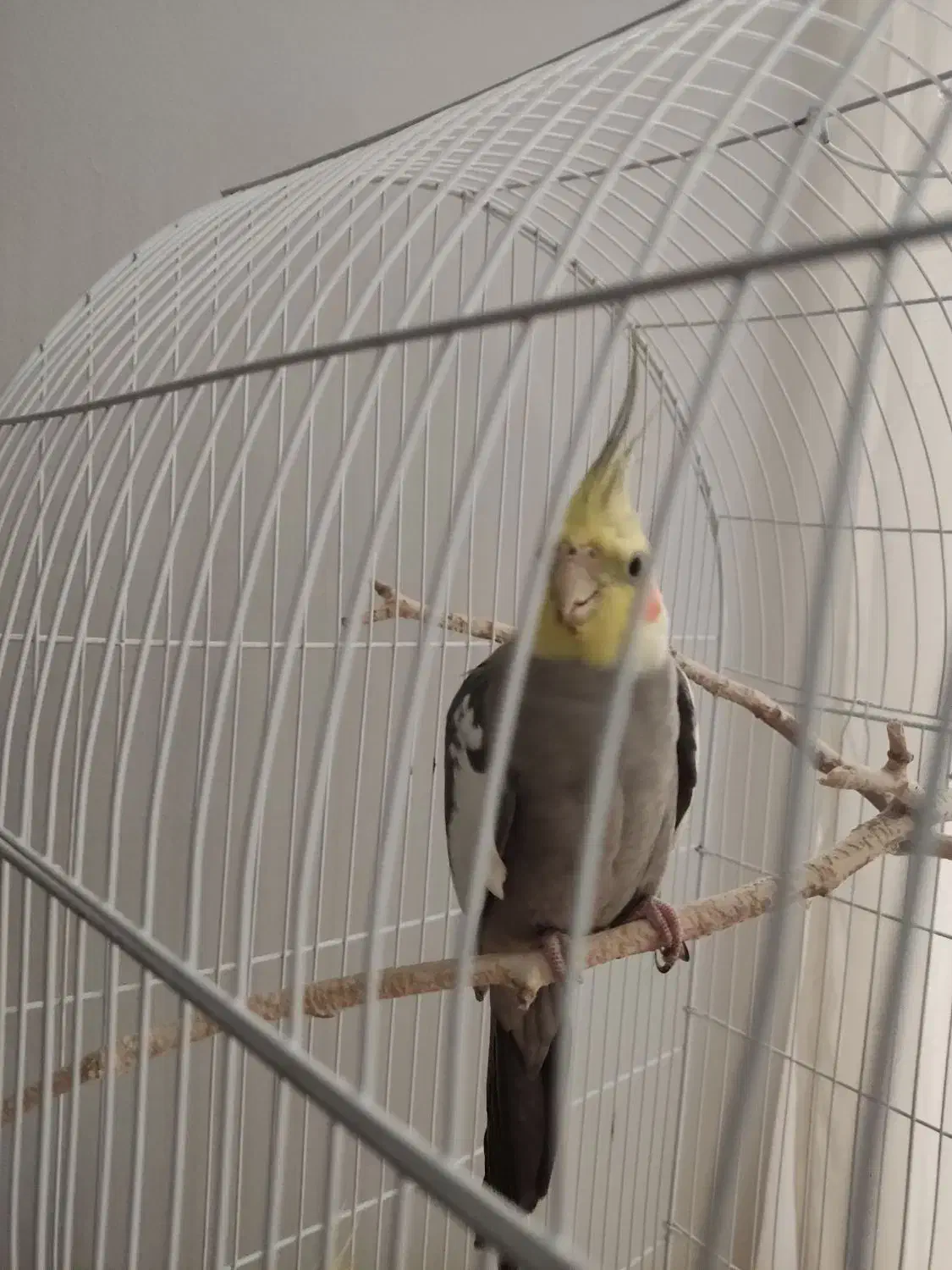 پرنده|پرنده|مشهد, مشکینی (شهرک غرب)|دیوار