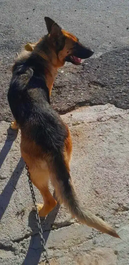 سگ ...|سگ|اسلام‌‌آباد غرب, |دیوار