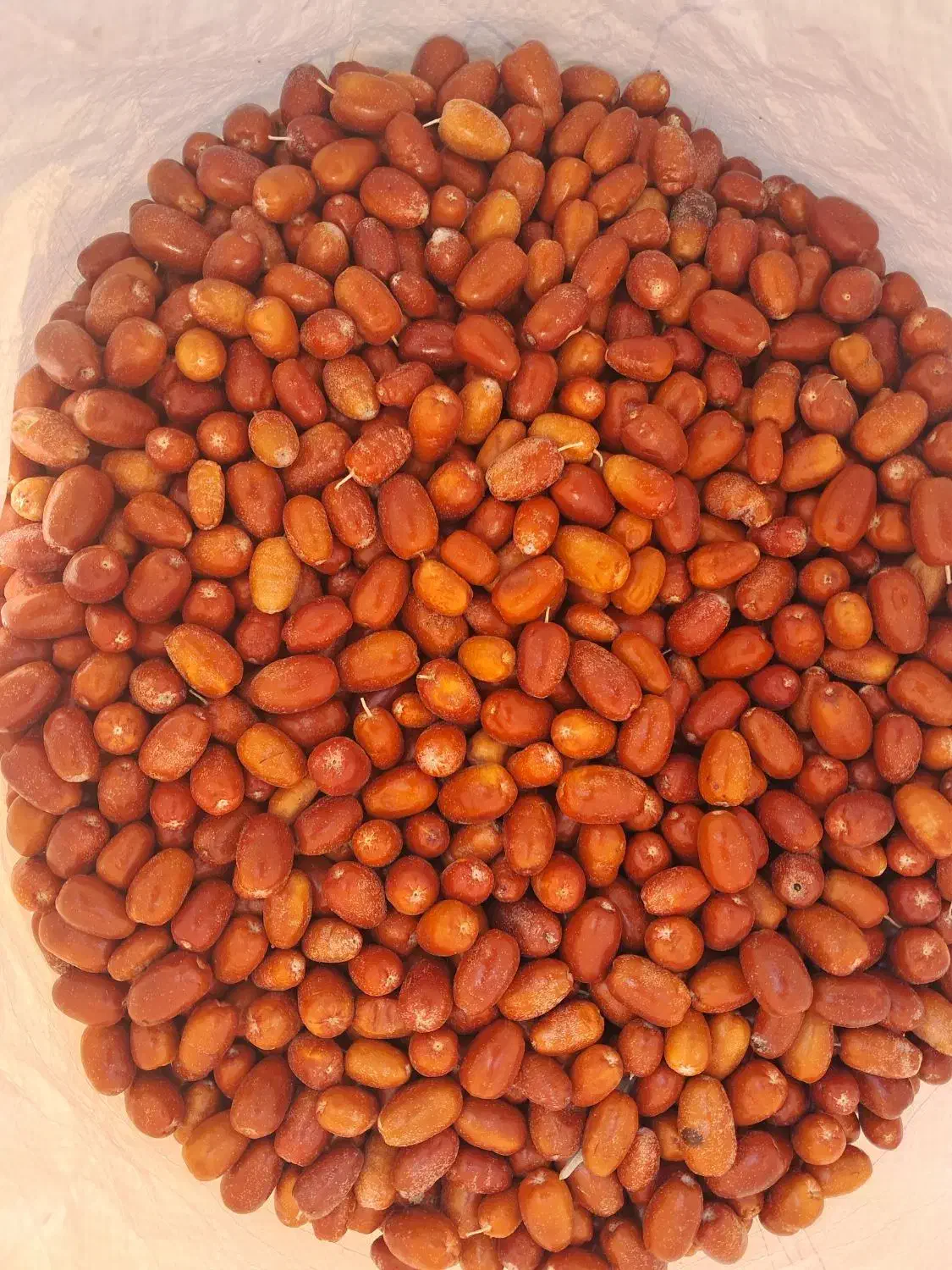 انواع سنجد تازه امسال|خوردنی و آشامیدنی|خسروشاه, |دیوار