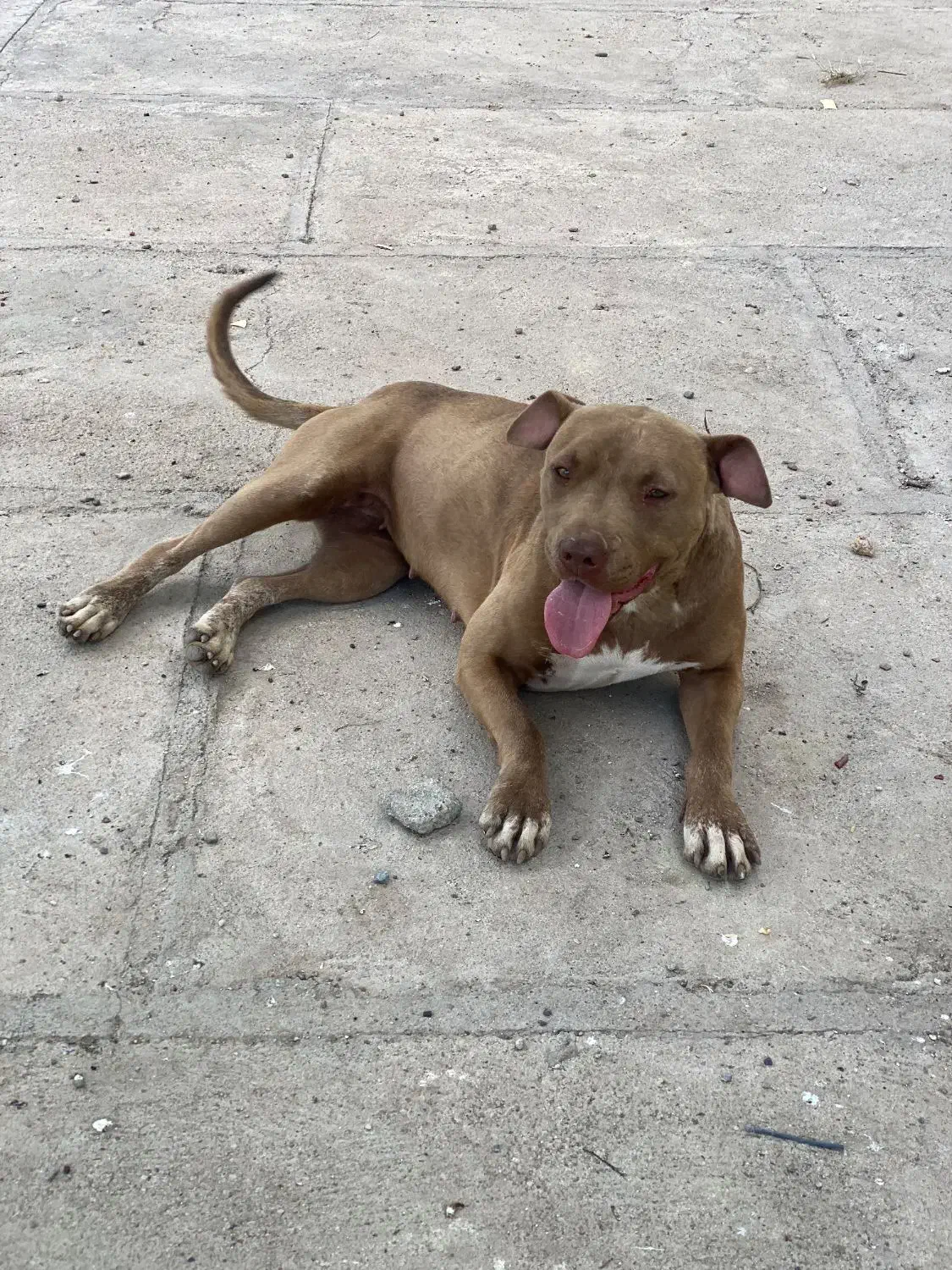 سگ گمشده (مژدگانی به یابنده )|حیوانات|میاندوآب, |دیوار