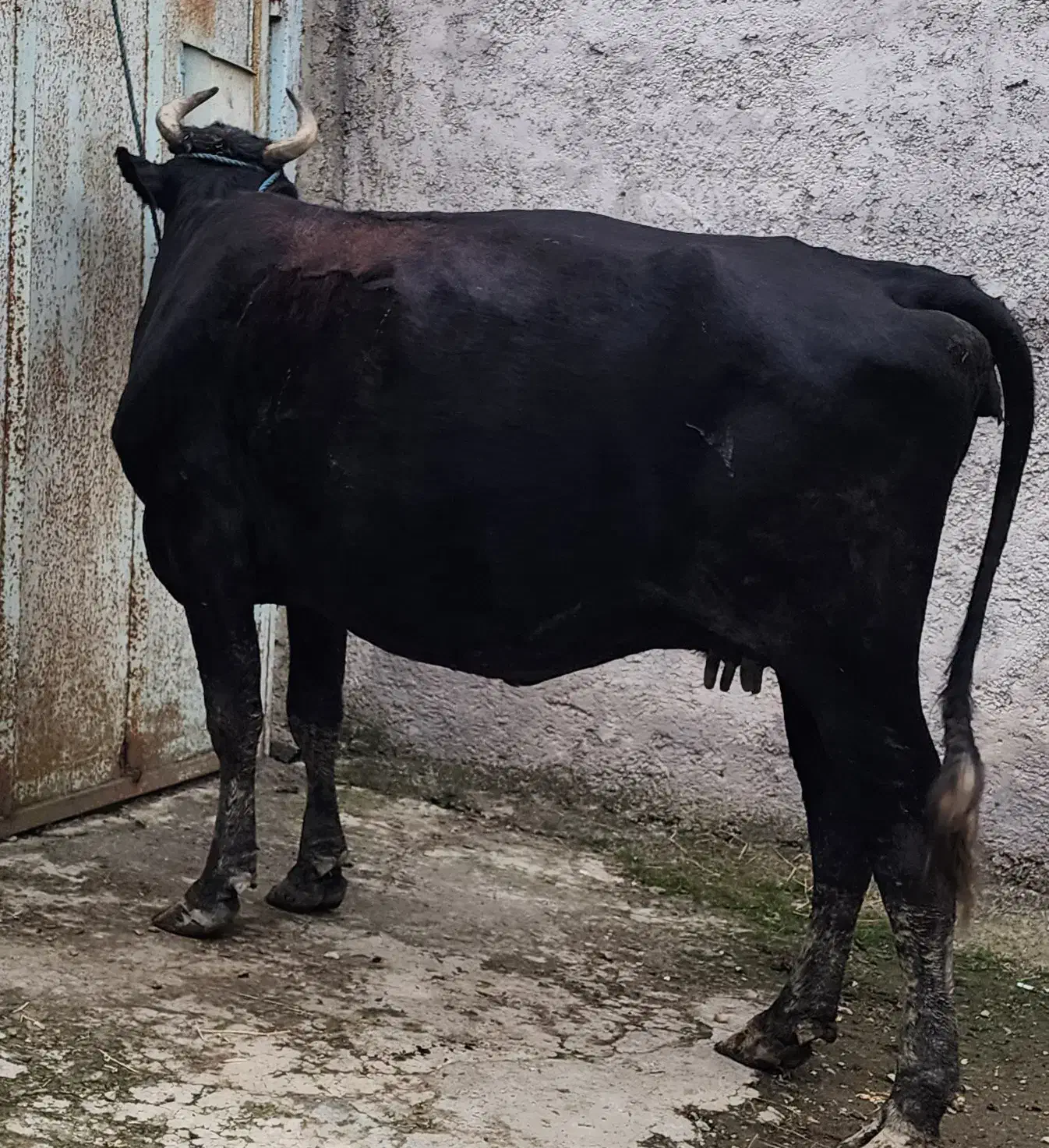 گاو دورگ ۱۵ روز مانده به زایمان|حیوانات مزرعه|رشت, پسیخان|دیوار