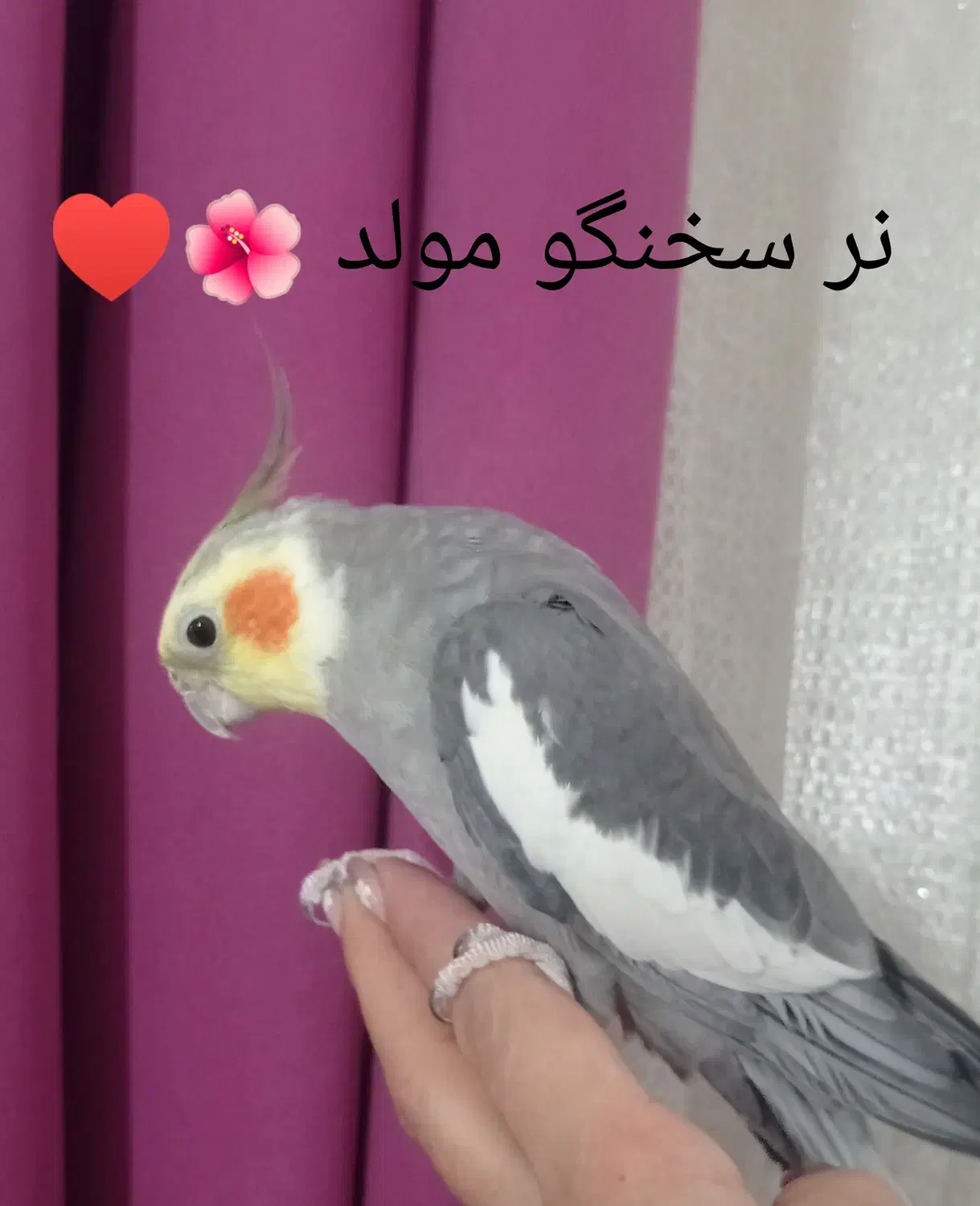 عروس هلندی|پرنده|تهران, شهرک صادقیه|دیوار