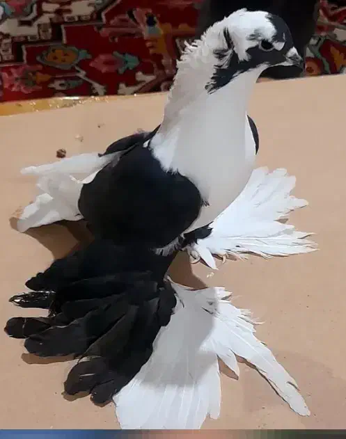 کبوتر|پرنده|بابل, |دیوار