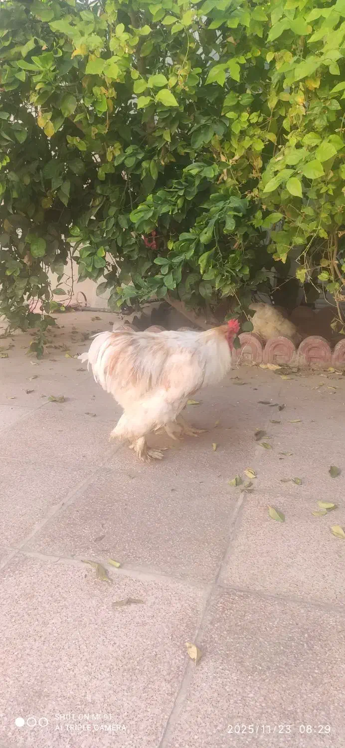 مرغ و خروس برهما|حیوانات مزرعه|خنج, |دیوار