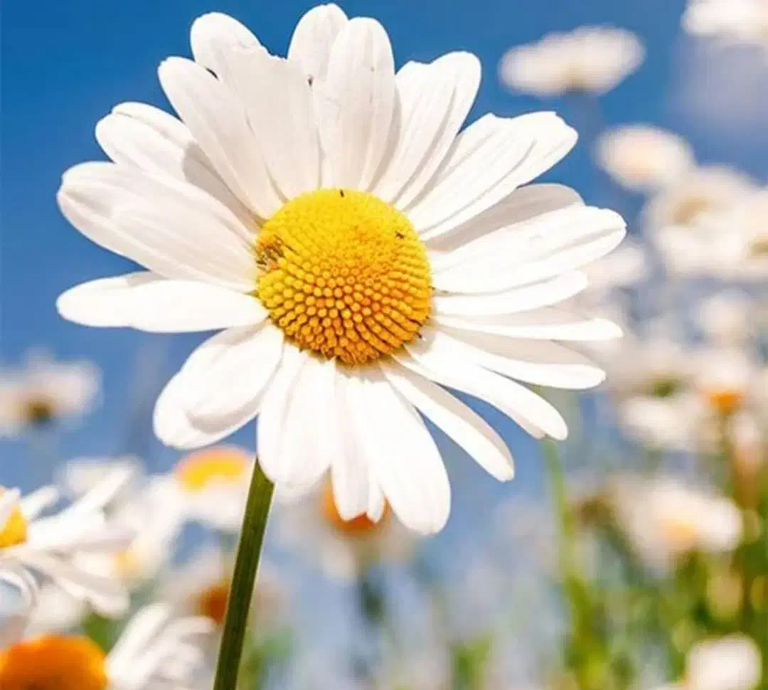 مفقودی کارت ملی و گواهینامه بنام وفا نعیم بغلانی|اشیا|چمران, |دیوار