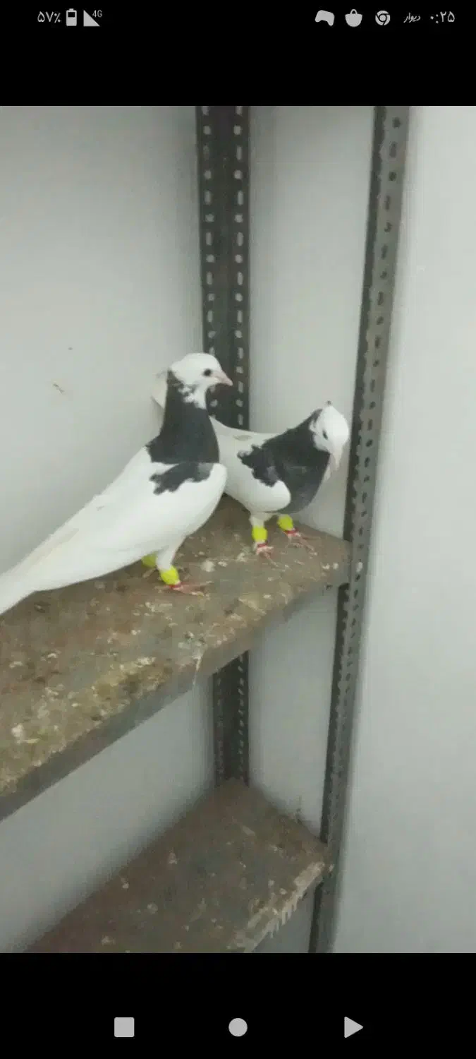 رنگه|پرنده|تربت جام, مسکن مهر|دیوار