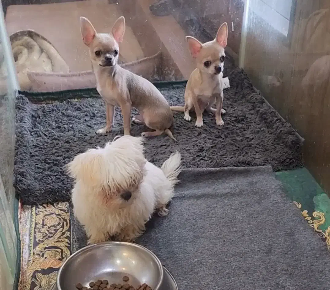 چیواوا|سگ|بومهن, |دیوار