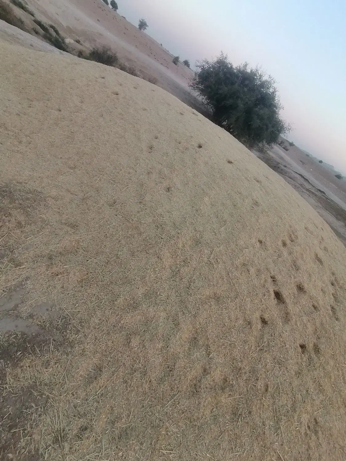 کاه سفید|حیوانات مزرعه|ارم, |دیوار