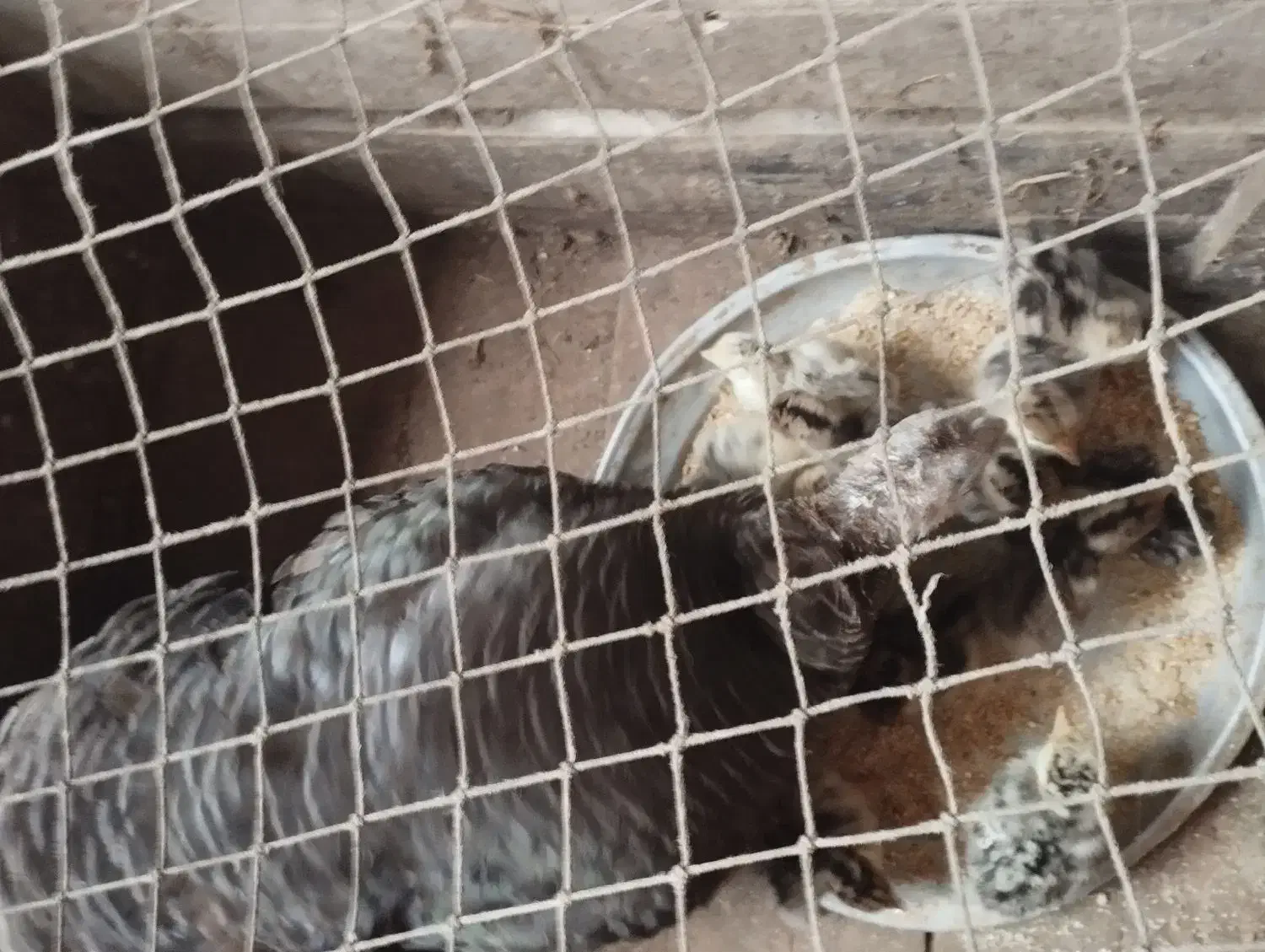 جوجه بوقلمون با مادر  جوجه ۲۰۰ و مادر ۱۲۰۰|حیوانات مزرعه|سنگر, |دیوار