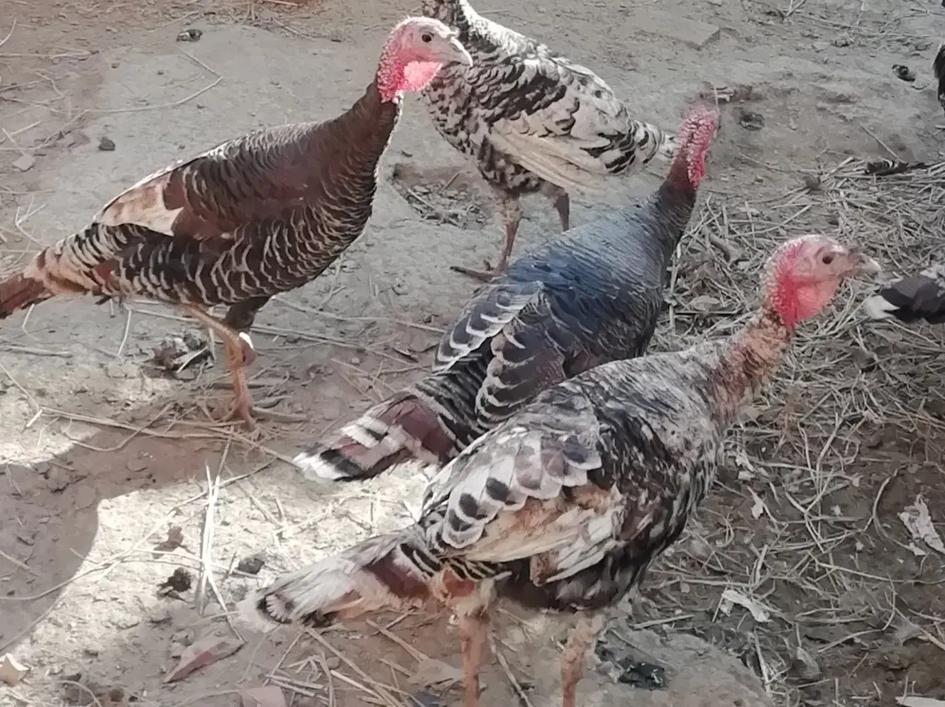 بوقلمون دوتا ماده یه نر|حیوانات مزرعه|گلوگاه, |دیوار