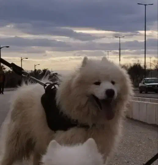 سگ گمشده در قزوین مژدگانی|حیوانات|هشتگرد, شهرک صنعتی هشتگرد|دیوار