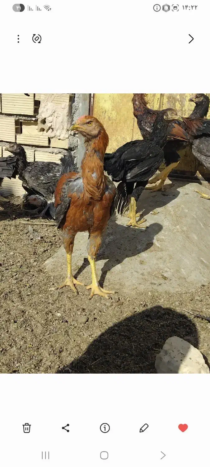 خروس لاری|حیوانات مزرعه|مهریز, |دیوار