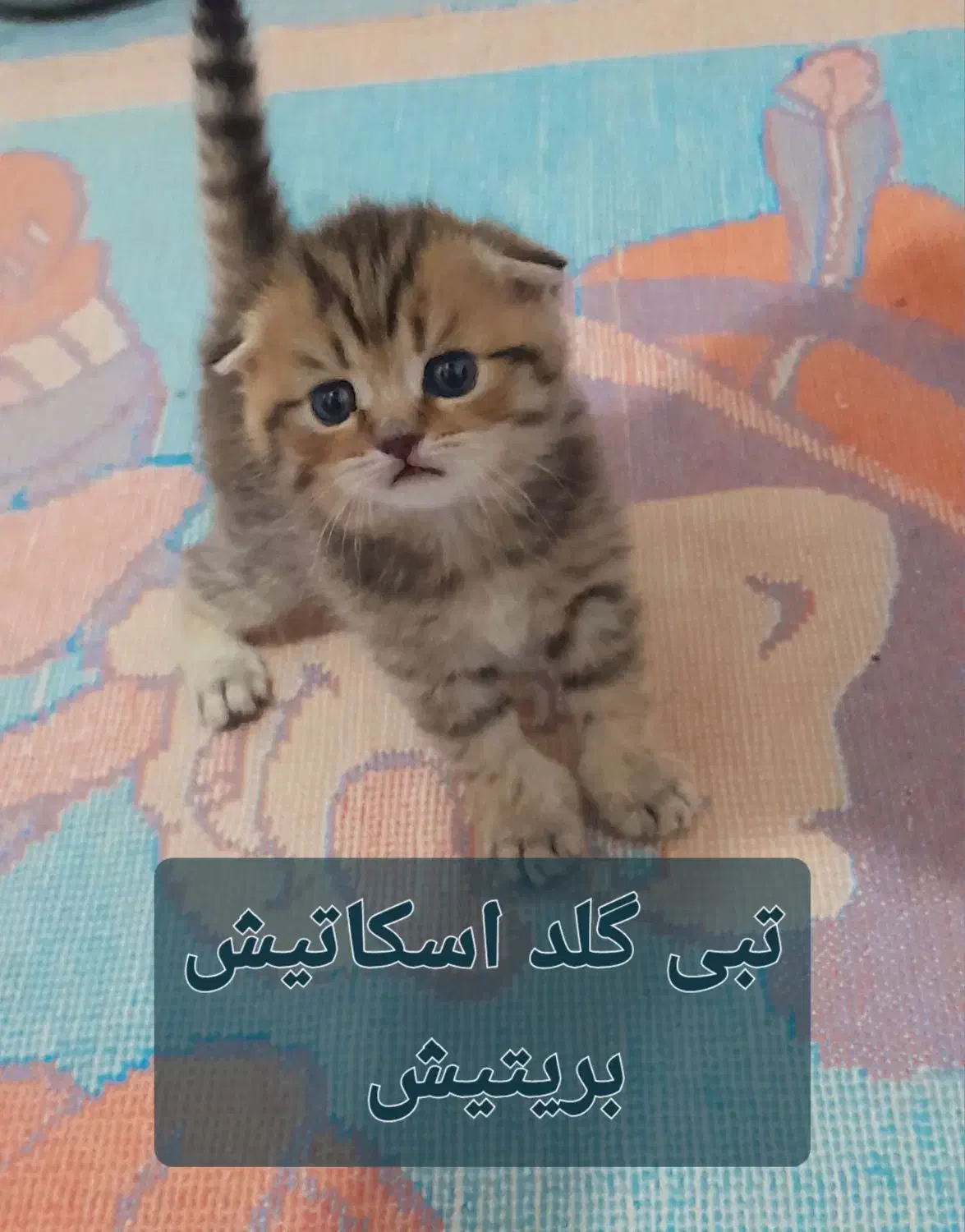 گربه بریتیش اسکاتیش|گربه|کرمان, |دیوار