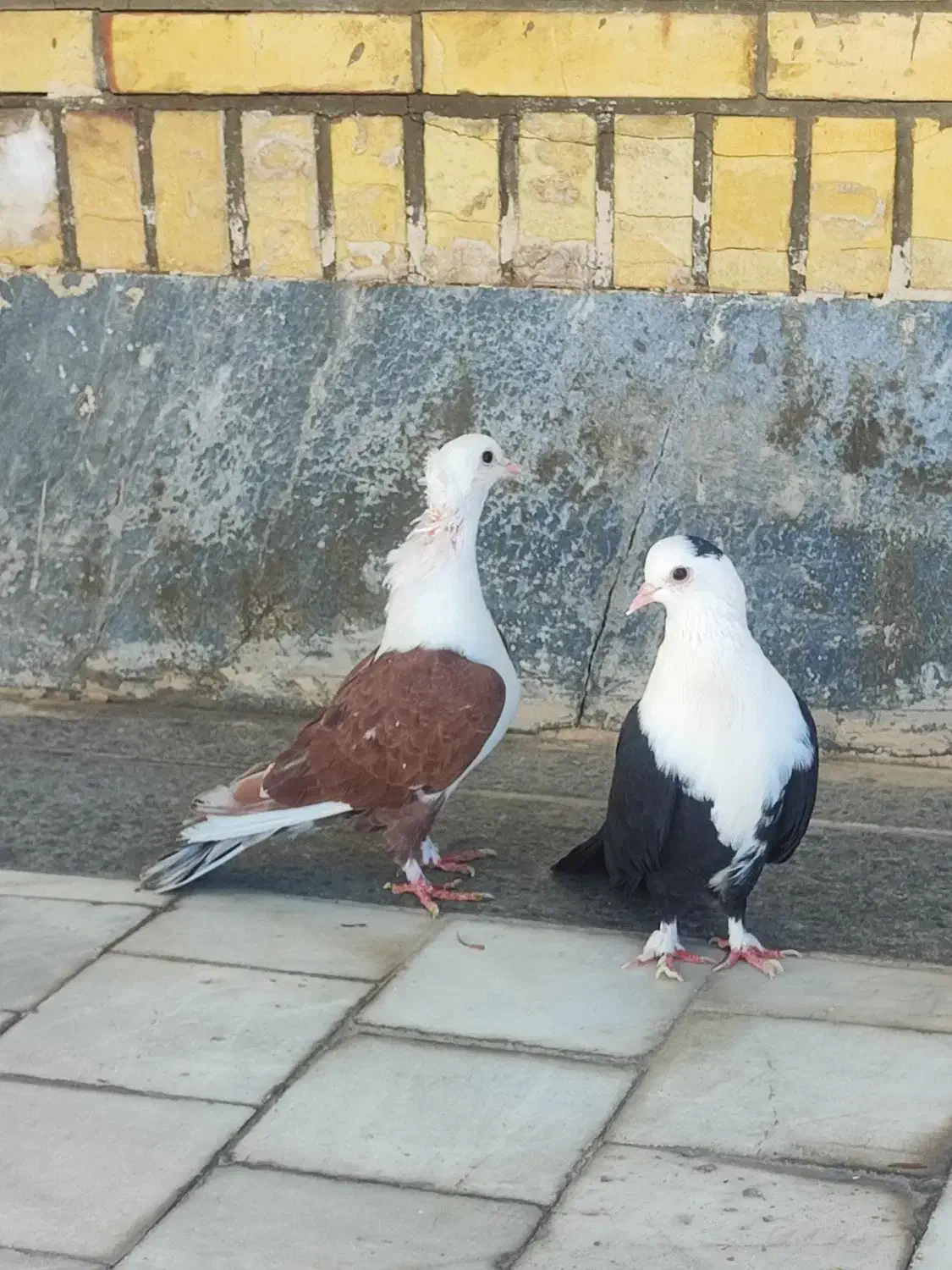 جوجه فروشی|پرنده|طبس, |دیوار