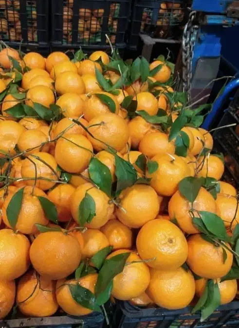 نارنگی خارو شیرین|خوردنی و آشامیدنی|شیراز, گلشن|دیوار