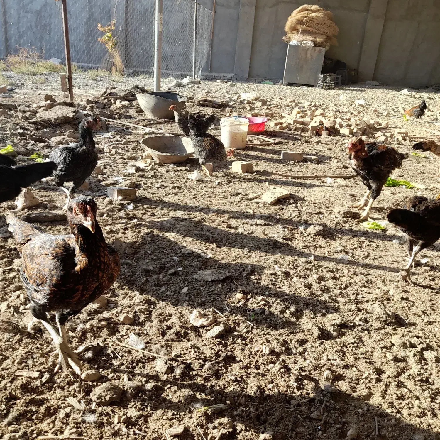 مرغ و خروس و غاز و بوقلمون|حیوانات مزرعه|نیشابور, گنبد سبز|دیوار