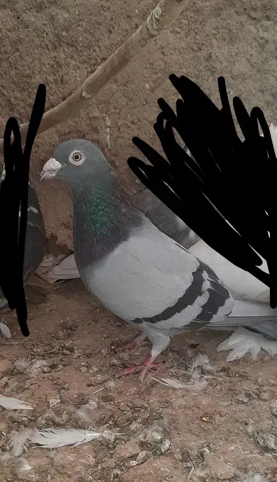 کفتر پلاکی|پرنده|قنوات, |دیوار