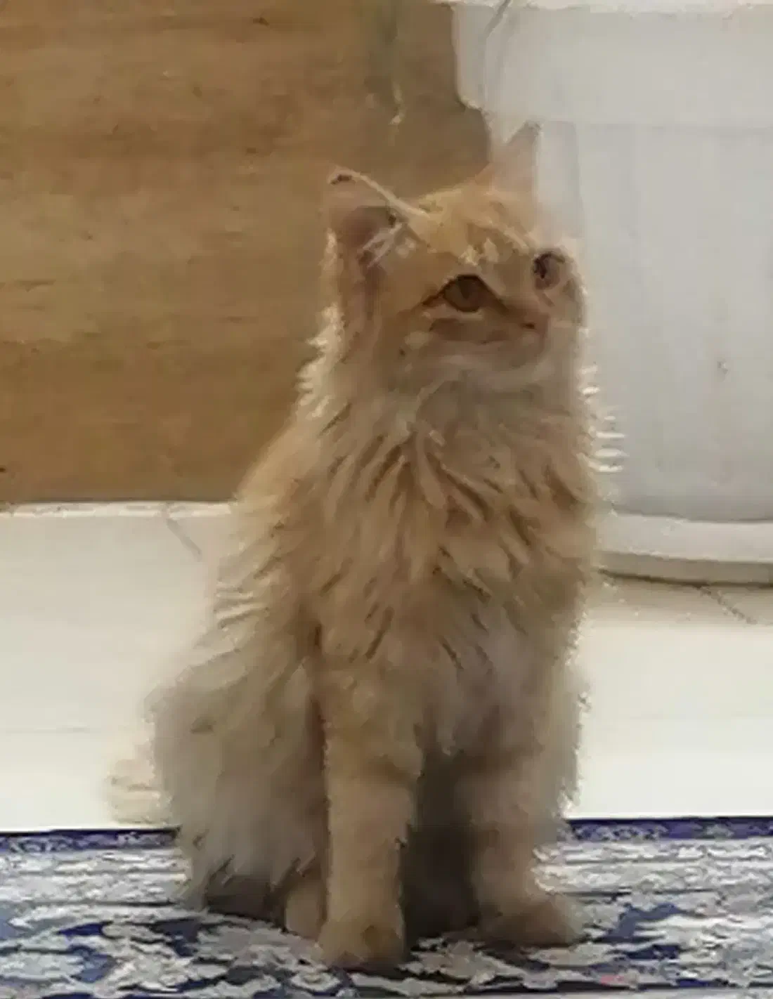 گربه پریتیش لانگ هیر|گربه|تربتحیدریه, ۴۵ متری|دیوار