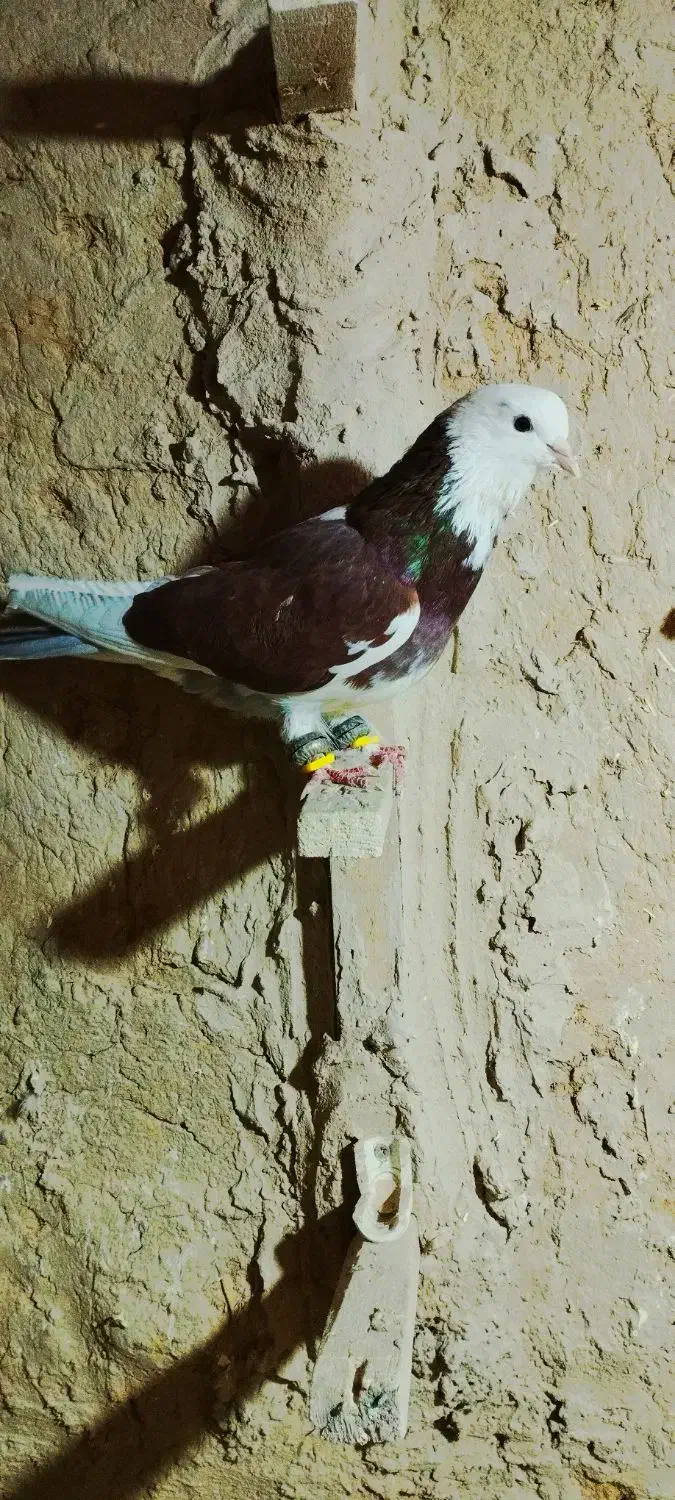 کبوتر|پرنده|شیروان (خراسان), |دیوار