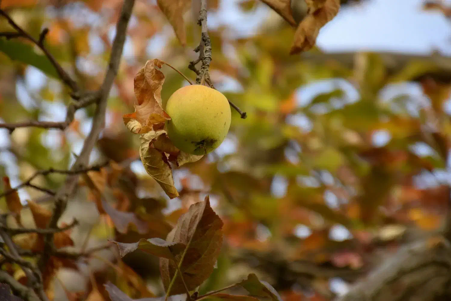 دوربین حرفه‌ای nikon D530|دوربین عکاسی و فیلم‌برداری|سیلوانه, |دیوار