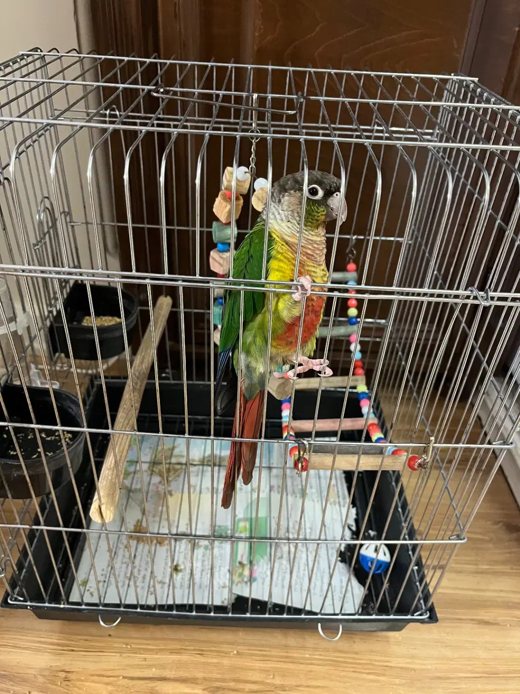 گرینچینگ|پرنده|تهران, جیحون|دیوار