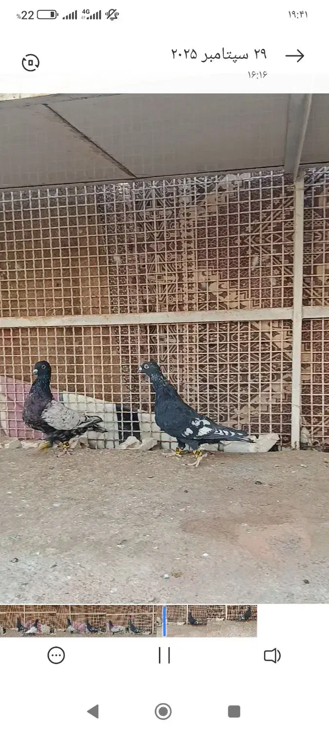 طاووسی سیاه|پرنده|تایباد, |دیوار