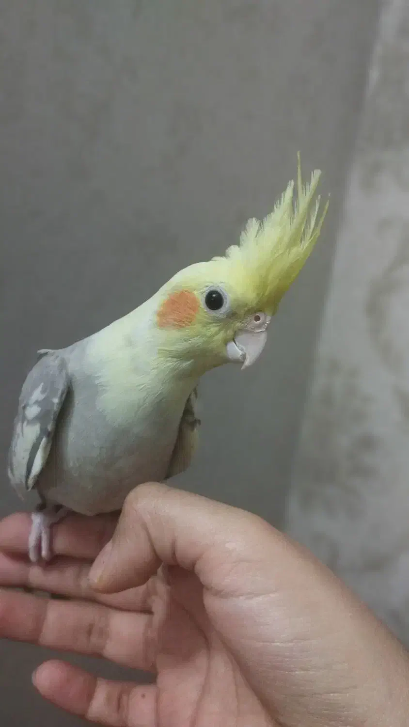 پرنده|پرنده|مشهد, کارگران|دیوار