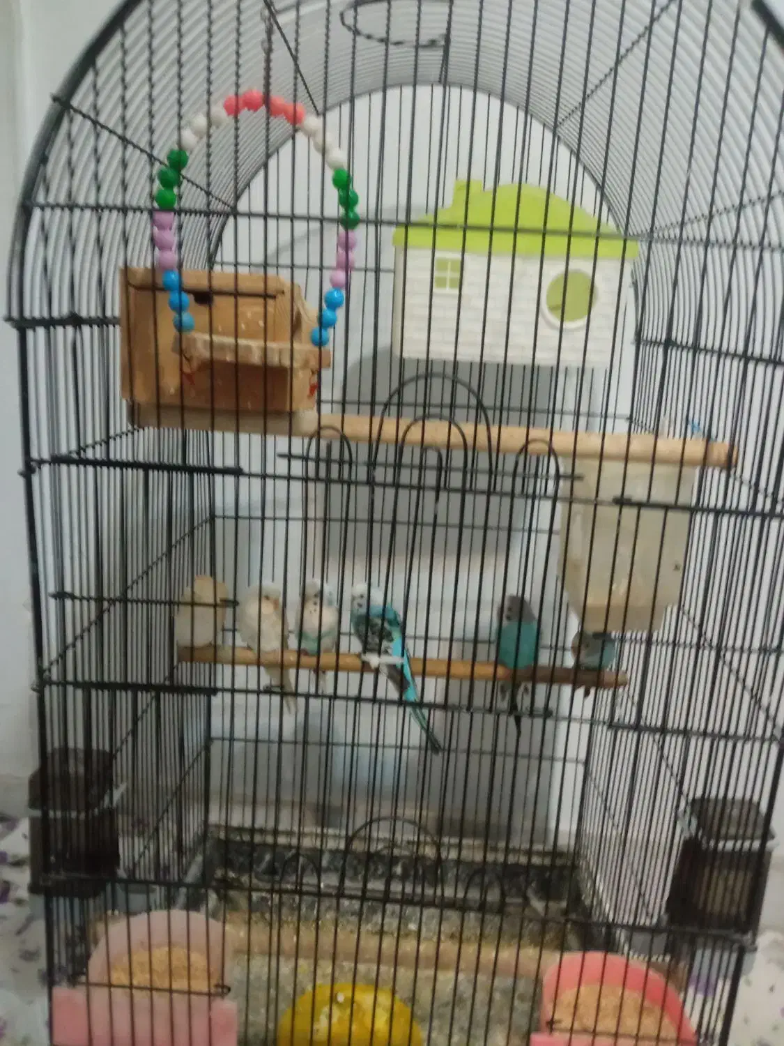 مرغ عشق|پرنده|تهران, امام حسین|دیوار