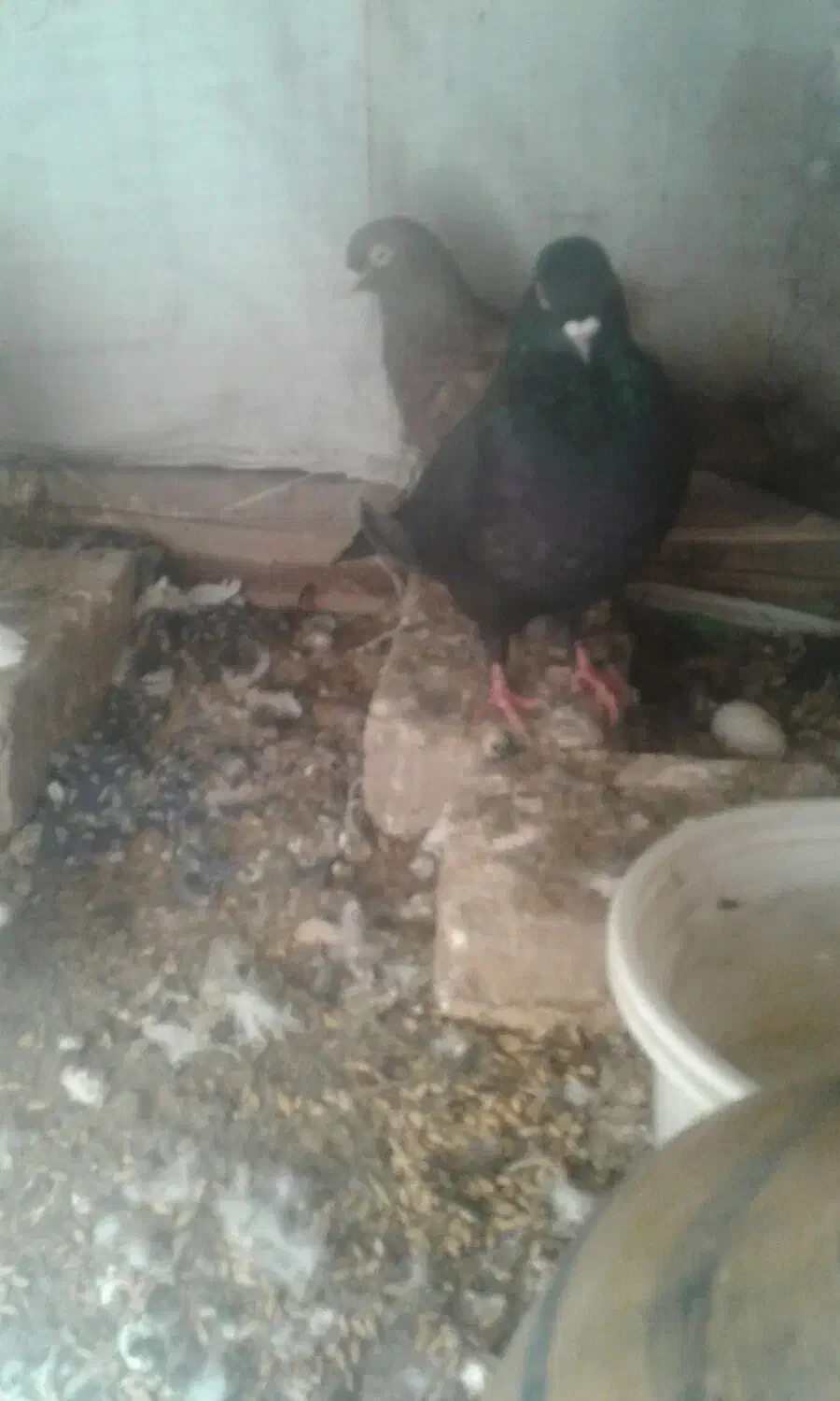 دوجفت کفترپرشی|پرنده|یزد, |دیوار