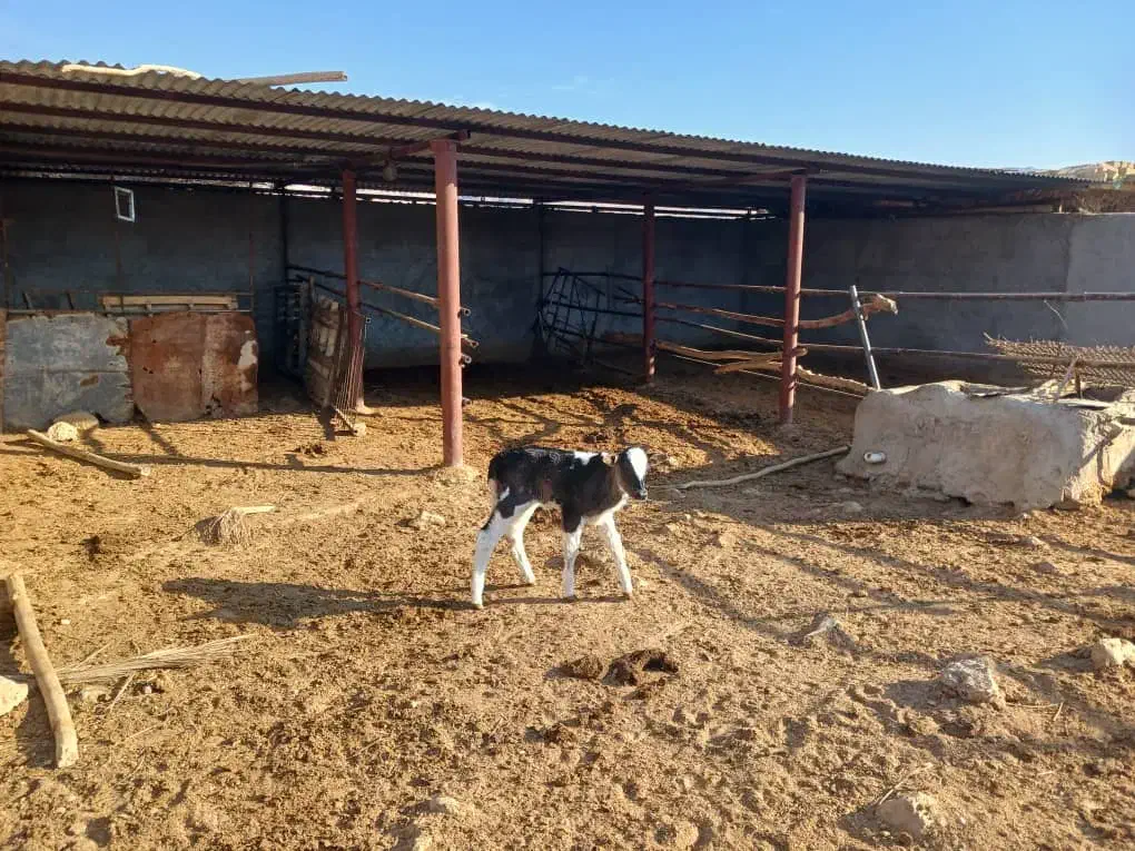 گاو با گوساله ماده|حیوانات مزرعه|خنج, |دیوار