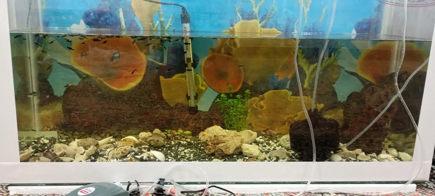 آکواریوم|ماهی|رفسنجان, |دیوار