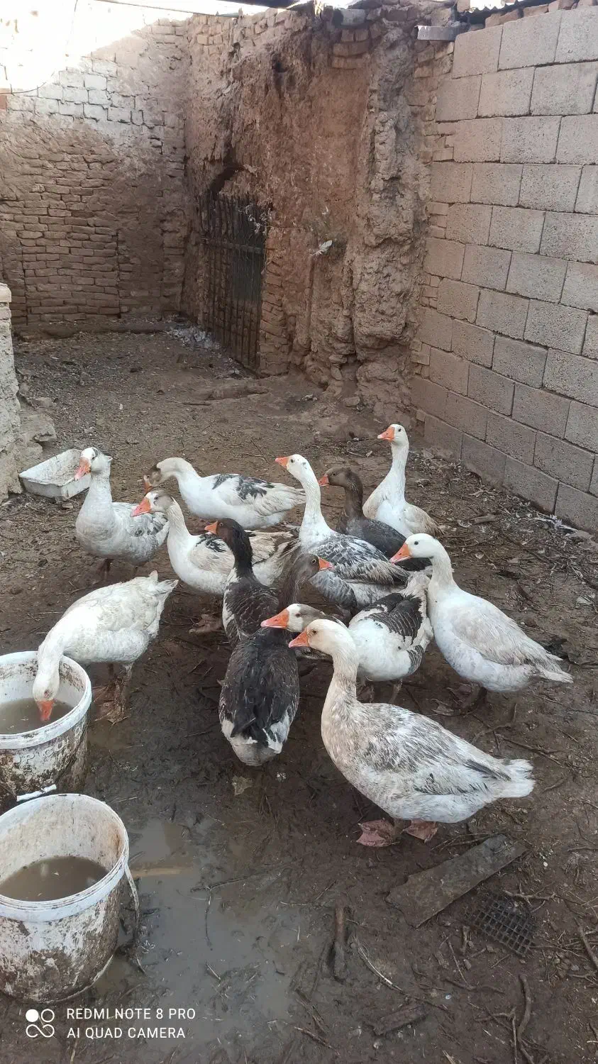 فروش ده عدد غاز یک ساله|حیوانات مزرعه|باشتین, |دیوار