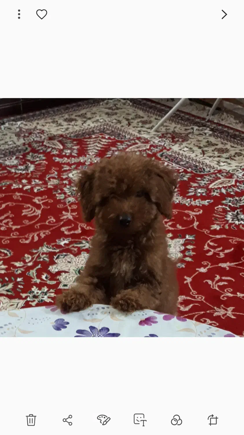 سگ پودل|سگ|چمستان, |دیوار